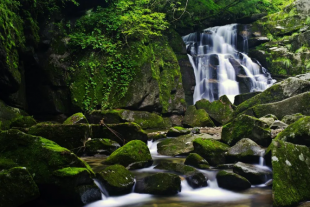 木王山賞高山杜鵑花海一日游
